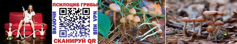 Галлюциногенные грибы Psilocybine cubensis  Уржум 